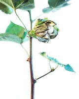 Close-up of cracked boll of cotton