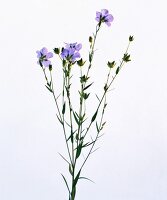 Close-up of flax stalks with purple flower on white background