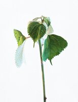 Close-up of green ramie leaves on white background