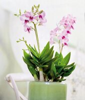 Orchid, Dendrobium compactum