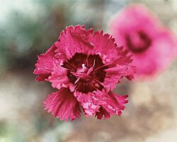 Nelkenblüte Brympton Red, Garten nelke, close-up