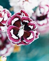 Carnation Laced Hero, carnation, close-up