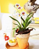 Miltonia orchid plant in pot with cinnamon sticks