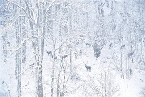 Deers in forest during winter in Salzburg, Austria