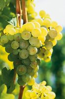 Weintrauben, Trauben, grün, Rebsorte von Mosel, Saar und Ruwer, Riesling