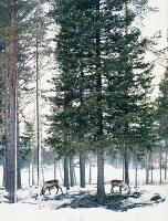 Lappland, Winter, Rentiere auf der Nahrungssuche