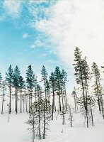 Lappland, Winterlandschaft, Schnee 