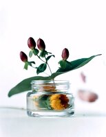 St. John's Wort and Calendula flowers in a glass container