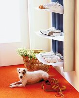 Kleiner Hund liegt in einem modernen Flur auf dem Fußboden