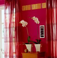 weiße Orchideen in weißen Vasen an roter Wand zwischen roten Vorhängen