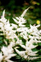 Close-up of white spirea flowers