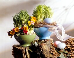 Ostergras in 2 Schalen, dekoriert mit Blumen und einem Ei, Ostern