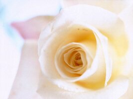 Extreme close-up of white rose