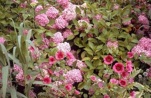 Hortensien und Malven, rosa Blumen auf Grün