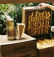 Bienenstock mit Bienen, Waldhonig Wabe mit Honig, davor Rauchbehälter