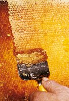 Wachs wird von einer Honigwabe abgeschabt Honiggewinnung im Schwarzwald
