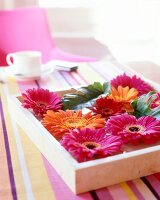 Close-up of multi-coloured geberas in square tray