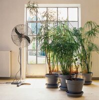 Zypergras und Bambus vor Ventilator im Zimmer, bodentiefes Fenster