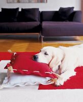 Hund liegt auf Kissen vor Sofa im Wohnzimmer, Golden Retriever