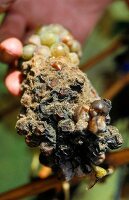 Close-up of botrytis cinerea on grapes