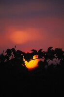 Abendrot und Silhouetten von Zweigen am Neusiedler See bei Gols