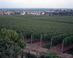 Vineyard on the German wine route at Palatinate