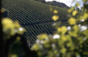 Weinlandschaft in der Steiermark X 