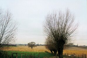 Felder und kahle Bäume in der Bresse 