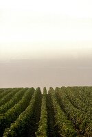 Weiter Blick über Grand Cru Weinlagen in der Champagne