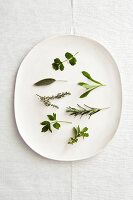 Seven different herbs on oval plate