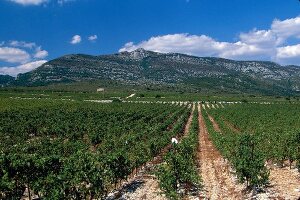 Weinlandschaft im Languedoc - Weinernte, Domaine des Grecaux