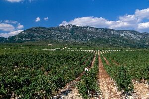 View of vineyards at Domain Grecaux, Languedoc