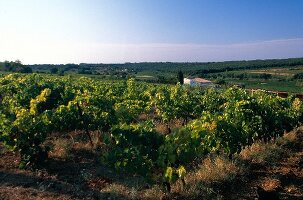 Vines in Languedoc, France