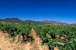 Vines in Languedoc, France