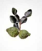 Kaffir lemon with green leaves on white background