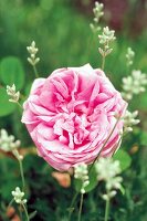 rosafarbene Moosrose im Garten Chapeau de Napoleon