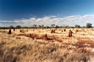 View of Steppe and termite mounds in Kakadu National Park, Australia