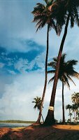 Palm trees on beach