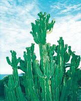 Honolulu: Kaktus, Himmel als Hintergrund