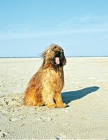 Langhaariger, zotteliger Hund sitzt im Sand am Strand, windig
