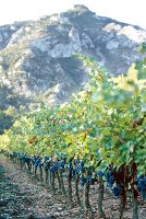 Weinstöcke in der Provence, Reben