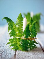 Fern leaves decorate a glass with a white candle in it