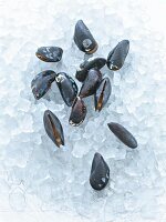 Close-up of mussels on ice
