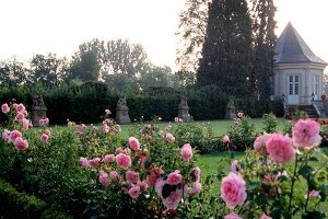 Pink rose garden in Schlosshotel Munchhausen, Germany