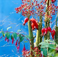Rosehips, moor grass and stems of knotweed on blue background