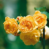 4 yellow rose blossoms in bloom on a rose bush, Graham Thomas