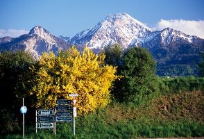 View of mountains overlooking trees and meadow