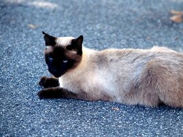 Siamkatze liegt im Schatten unter einem Strauch.