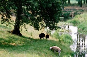 3 Schafe auf einer Wiese bei Nuenen in den Niederlanden