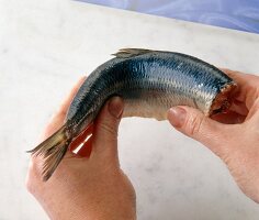 Close-up of hands holding herring fish